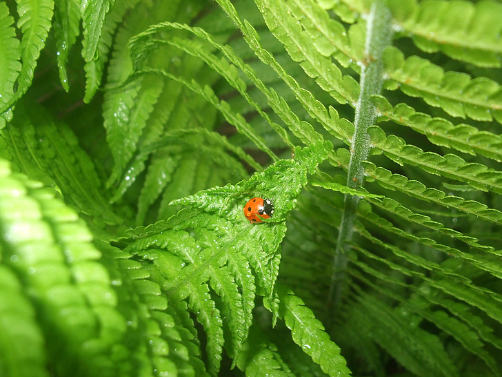 Ladybug, ferigă, natura, frunze, verde