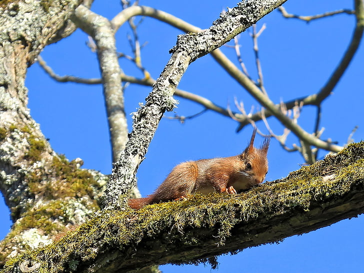 esquirol, branca, esquirol rosegant escuma, imatge, animals en estat salvatge, animal, vida animal silvestre