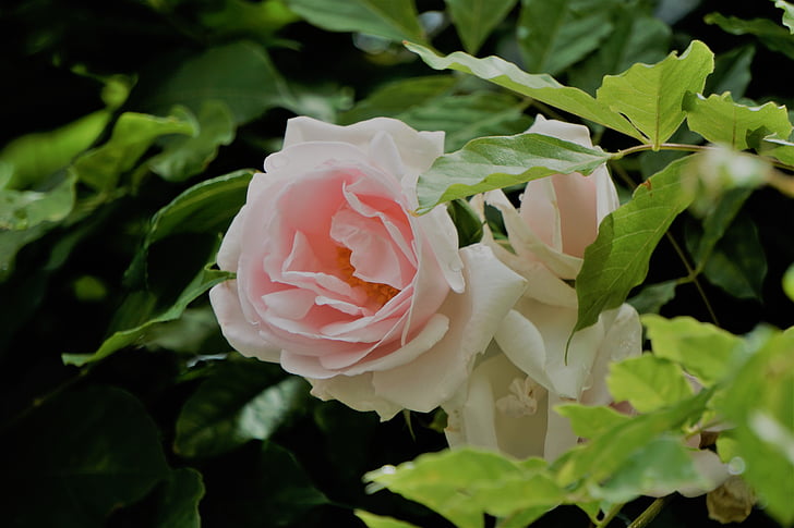 Blanche rose, Fleur, Flore, natury La, kwiat, Róża-, Płatek