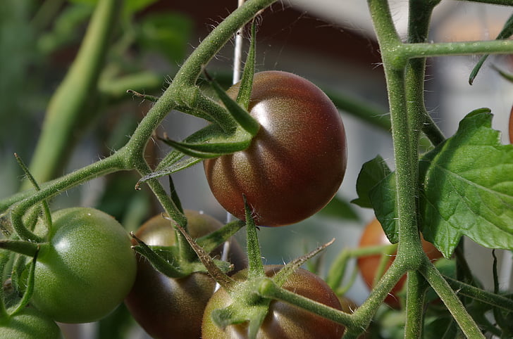 ogród, Bush, pomidory