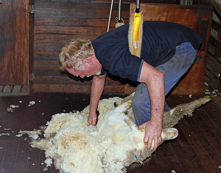cừu cắt, con cừu, Len, Shear, nông nghiệp, chăn nuôi, động vật bầy đàn