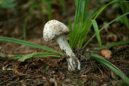 fungus, fungi, white, mushroom, nature, forest, brown