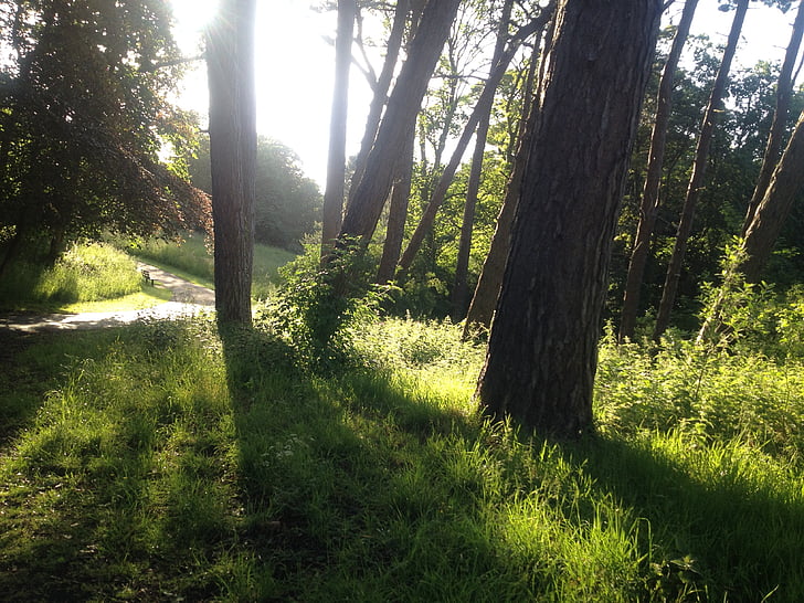 sunshine, sunset, path, footpath, green, grass, trees