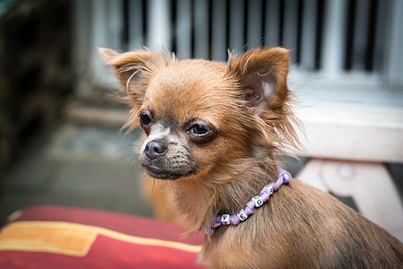 chihuahua, dog, puppy, baby, face, view, look