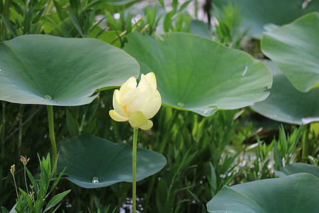 lily pad, water, pond, natural, nature, aquatic, floating