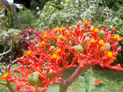 jatropha, flower, exotic, red, yellow, fruits, sri