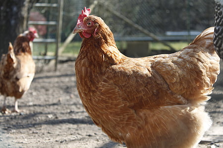 chicken, hen, poultry, animal, chicks, egg, bird