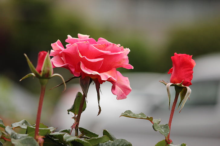 τριαντάφυλλο, ροζ, φύλλα, υποκατάστημα, φόντο, λουλούδι, άνοιξη