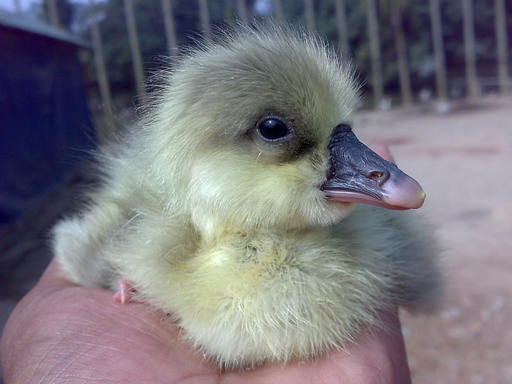 Baby duck, Anka, Söt, Kid, fågel, näbb, djur