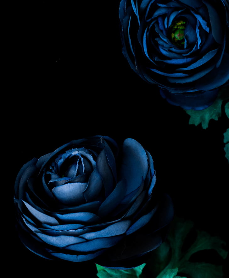 two, blue, roses, dark, flower, petal, green