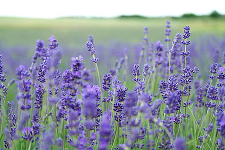 Lavender, bunga, dangkal, fokus, fotografi, ungu, tanaman