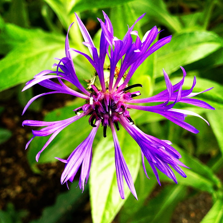 lila, Spinne, Blume, Spider-flower, lila Blume, Gartenblumen, saisonale