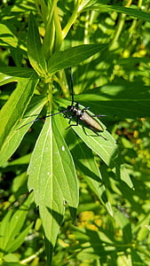Escarabajo de la, oro, Muy bien, verde, naturaleza, planta, verano