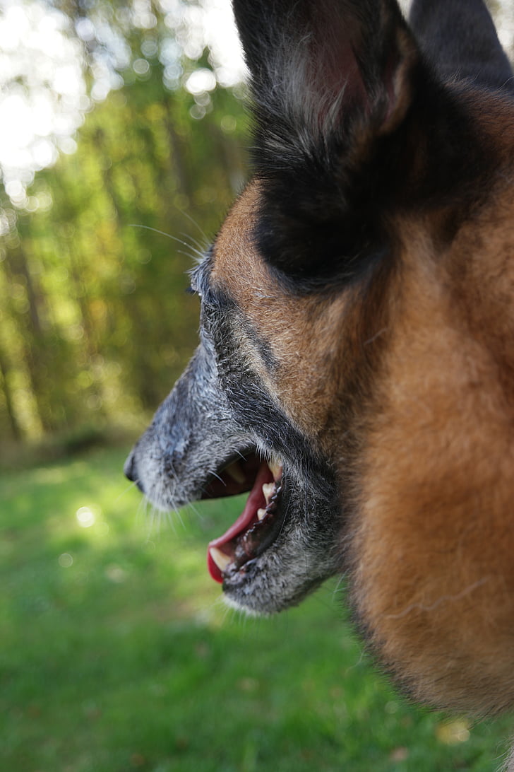 dog, belgian shepherd dog, the muzzle, animal, look, ears, pet