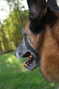 perro, perro belga del pastor, la boca del cañón, animal, Ver, orejas de, mascota