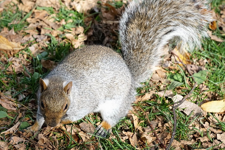 veverica, živali, Park, dobro počutje živali, varstvo, Boston, ZDA