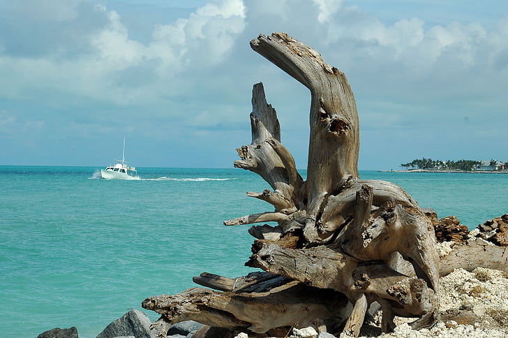 dalgaların karaya attığı odun, manzara, deniz manzarası, tekne, tropikal iklim, Key west, Florida