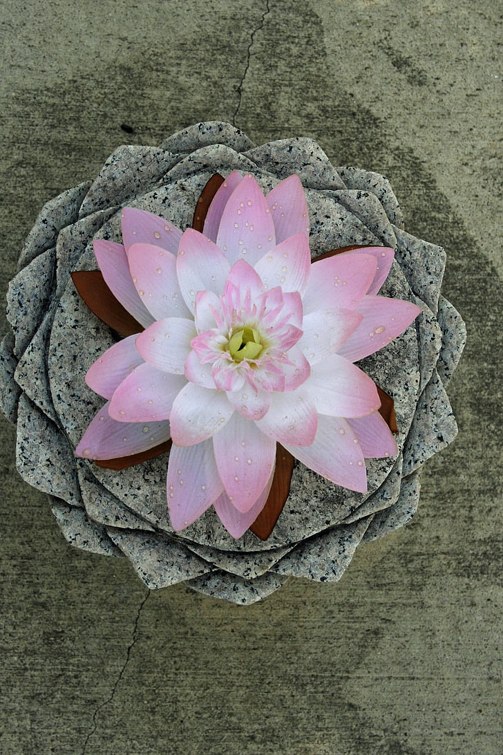 Lotus, putaran, merah muda, bunga, lingkaran