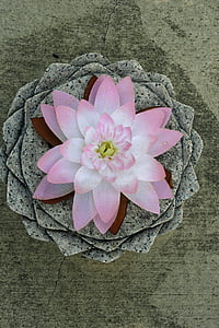 Lotus, kārta, rozā, puķe, aplis