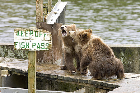 bear, cubs, brown, wildlife, cute, sign, funny