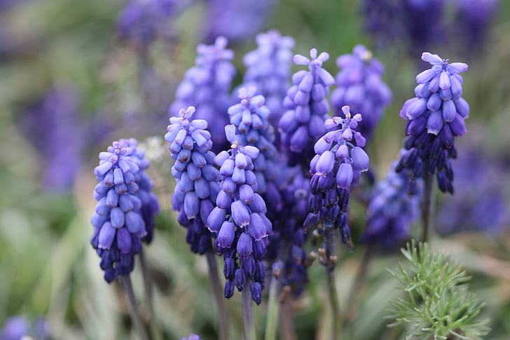 viola, Giacinto, macro, natura, Foto di fiore, fiore, Turchia