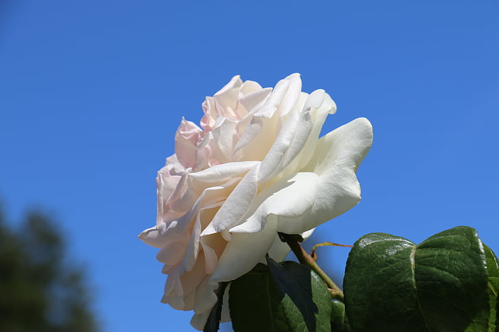 slējās, puķe, debesis, daba, balta roze, romantisks, balta