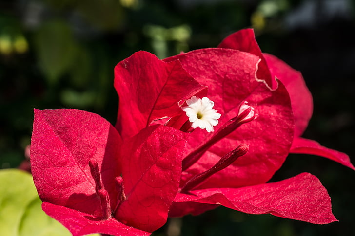 blossom, bloom, flower, red, close