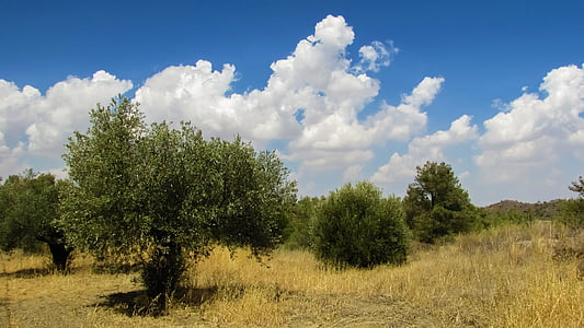 oliivipuude, maastik, maal, maaelu, loodus, roheline, väli
