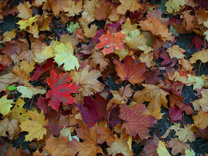 Outono, folhas, Maple, vermelho