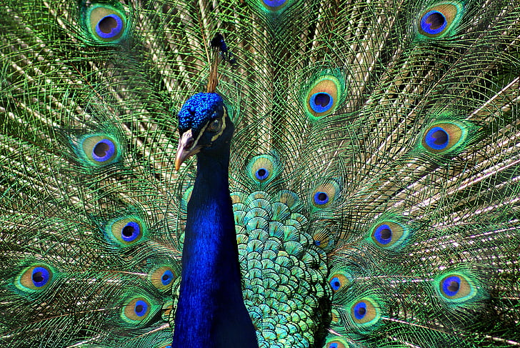Peacock, màu sắc, lông