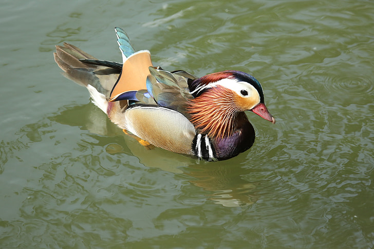 bird, duck, colors, nature, animal, mallard Duck, wildlife