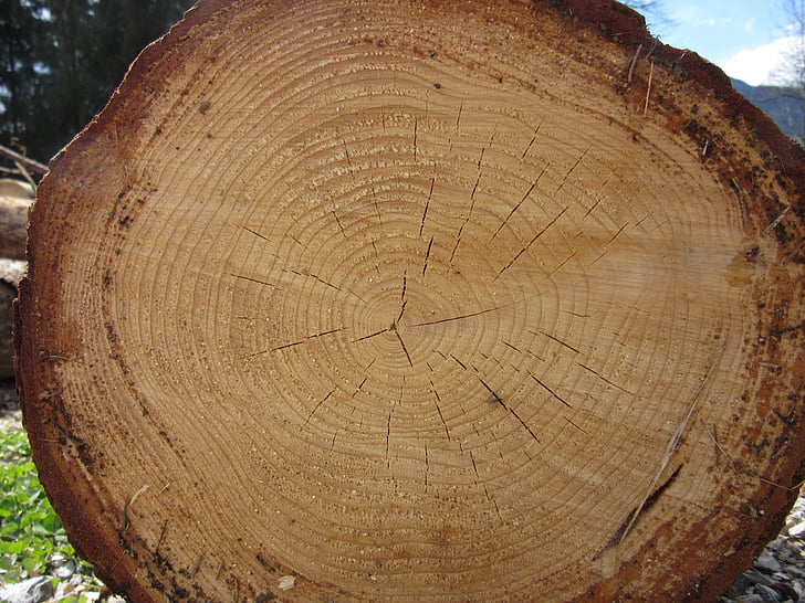 log, kayu, tahunan cincin, pohon, kulit, gandum, seperti