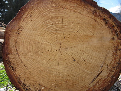 log, wood, annual rings, tree, bark, grain, like