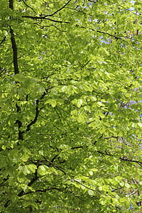 puu, lehdet, vihreä, Woods, lehti, Woodland