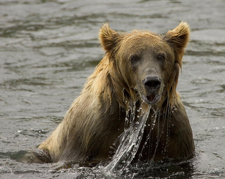 бурый медведь, Рыбалка, медведь, воды, Дикая природа, млекопитающее, Природа