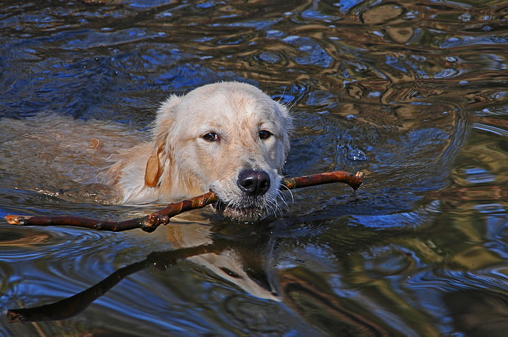 hund, simma, djur, dammen, vatten, Stick, ett djur
