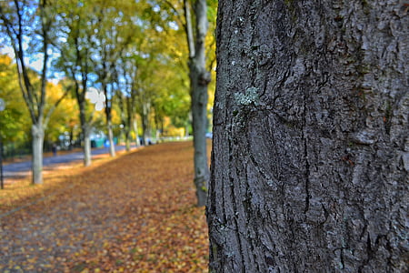 秋, 秋, 葉, 自然, 視点, 木の樹皮, 木の幹