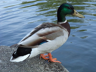 bird, wild ducks, duck, waterfowl, lakeside, beak, female