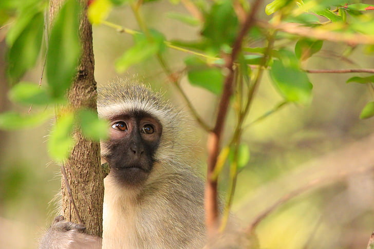 Free photo: little monkey, monkey, sweet, animals, nature, cute, nice |  Hippopx