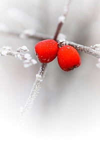 frutos rojos, rama, frío, flora, ze, Frost, Frosty