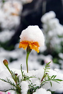 λουλούδι, χιόνι, το φθινόπωρο, φυτό, κινηματογράφηση σε πρώτο πλάνο, φύση, λουλούδια