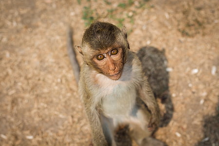 monyet, Thailand, LOP buri, nakal, terus-menerus, terburu-buru, cepat