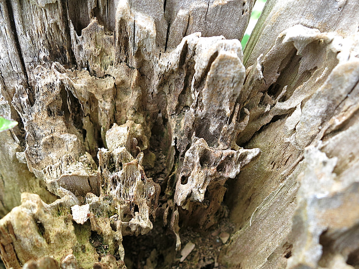 rotten, timber, log, wood, decay, post, nature