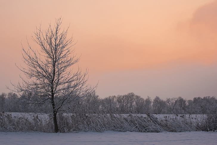 tree, country, the sky, winter, snow, sunset, nature