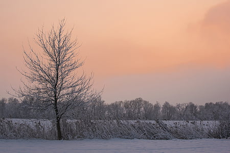 träd, land, himlen, vinter, snö, solnedgång, naturen