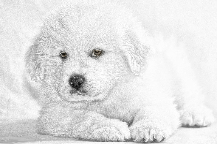 кученце, куче, спокоен стил, домашен любимец, животните, кучешки, Черно и бяло