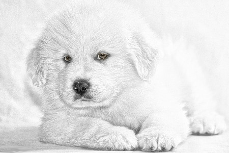 子犬, 犬, 夢のようなスタイル, ペット, 動物, 犬, 黒と白