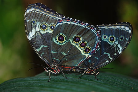 morpho, peleides, butterfly, butterflies, insect, nature, animal