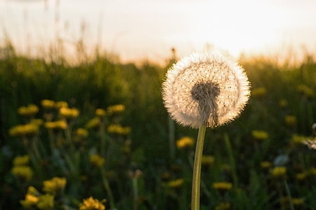 dandelion, spring, meadow, pointed flower, back light, green, yellow