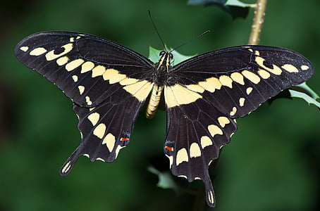 makro, Motyl, w, Natura, owad, naturalne, skrzydło